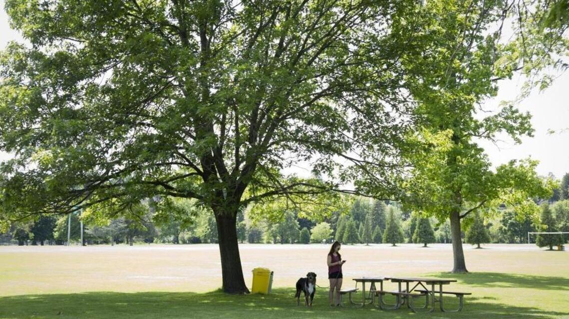 In City of Trees, fall is the perfect time for buying and planting