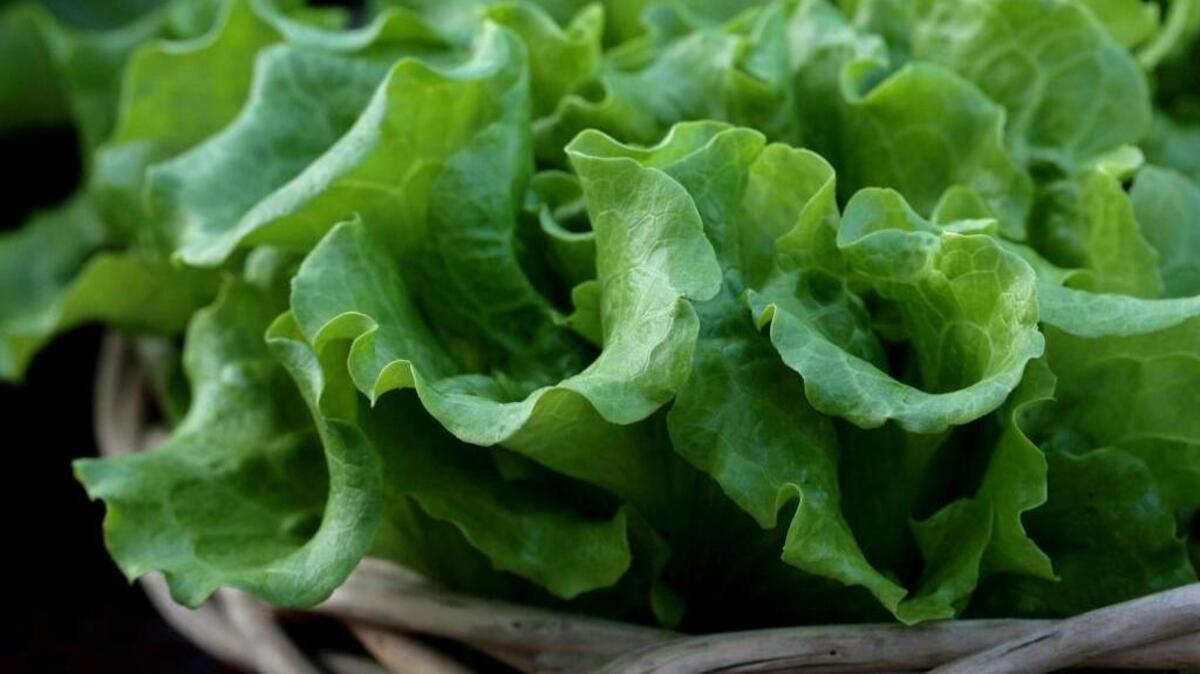 One method for growing lettuce in summer is to provide a cover to protect it from direct sunlight.