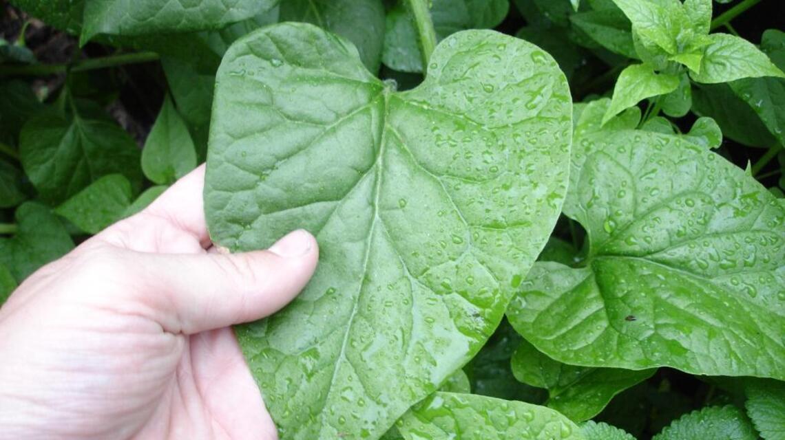 Mountain spinach might work as a perennial in the Treasure Valley