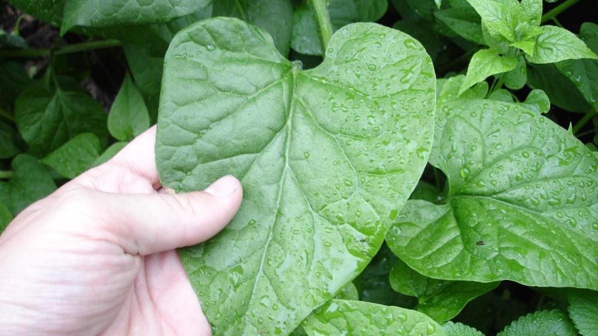 Hablitzia tamnoides, or Caucasian Mountain Spinach.