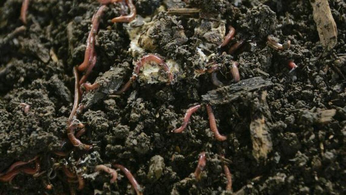 Our soil is crawling with crawlies, some good, some bad