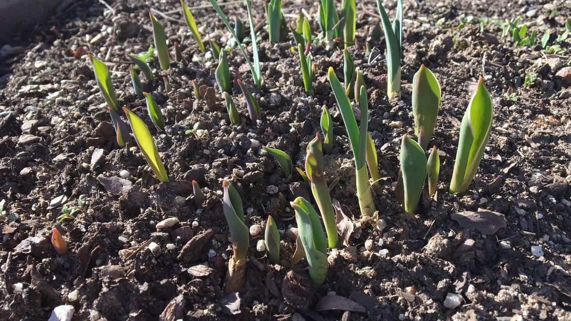 Tulips are starting to come up in this office garden off Ustick Road last week.