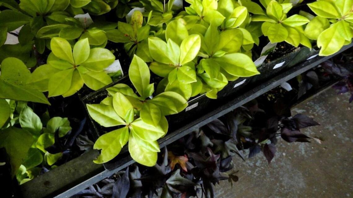 Margaret Lauterbach: Branch out with unusual veggies this planting season