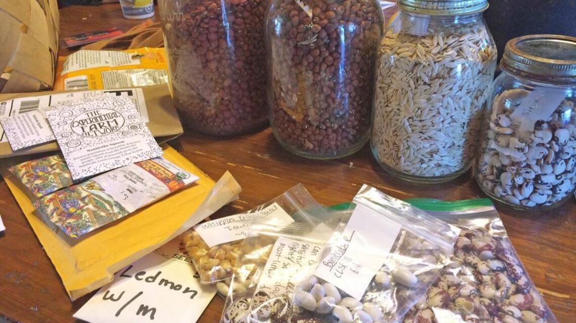 How to harvest seeds for your next planting