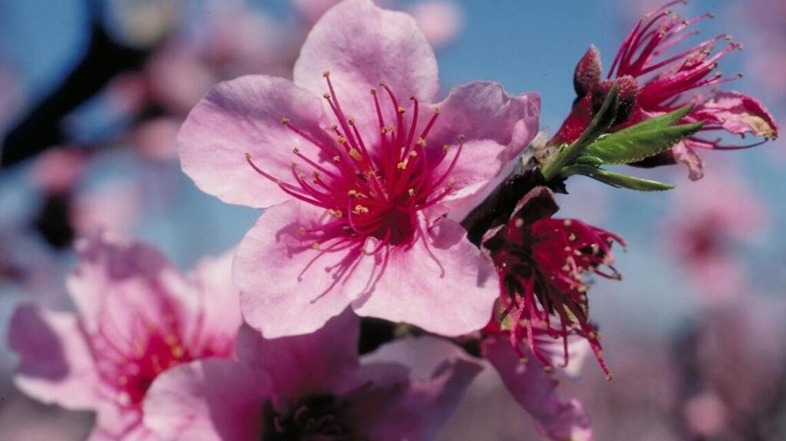 Despite mild winter, Treasure Valley fruit trees likely are doing OK