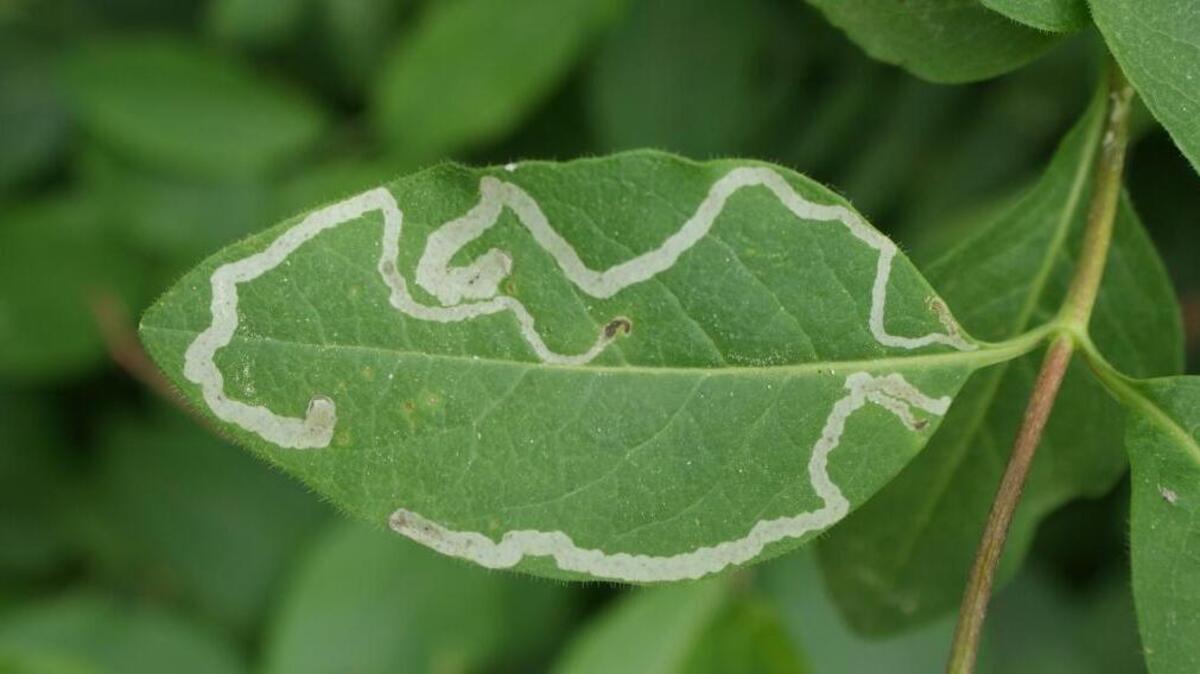 Trails left by leaf miner maggots inside spinach leaves. Planting strategies can help you minimize, if not avoid, this.