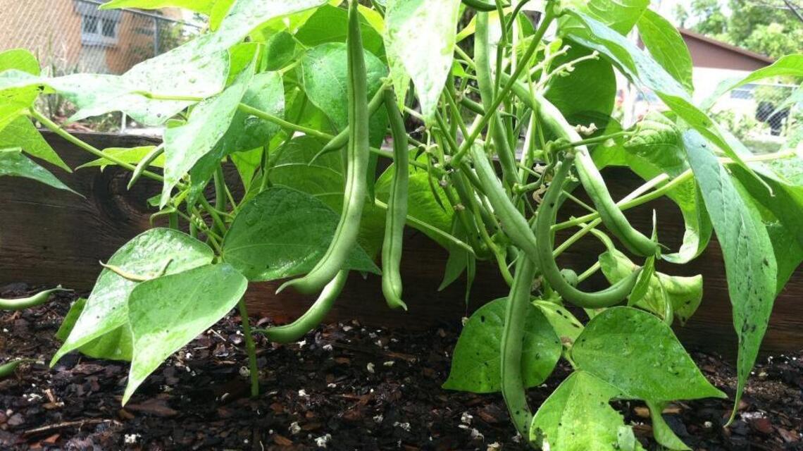 When planting beans, check to see which ones cross-pollinate