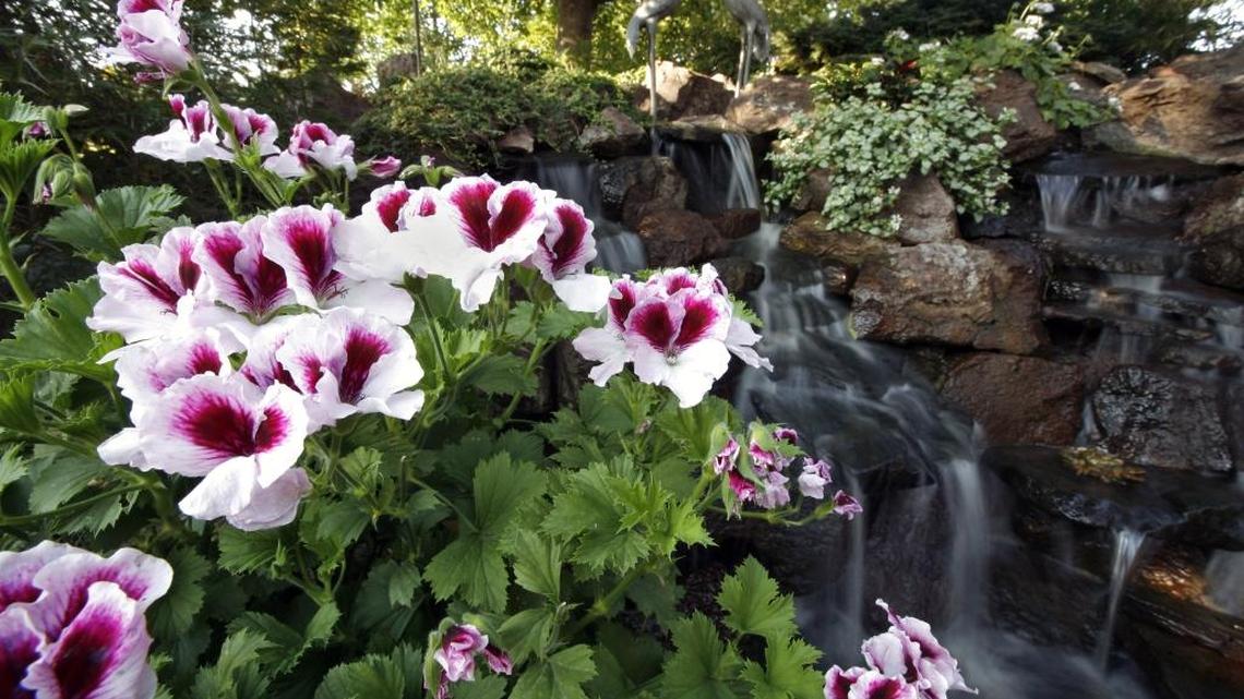 Some plants such as geraniums may be moved to your garage or crawl space, to lie or hang dormant until spring.