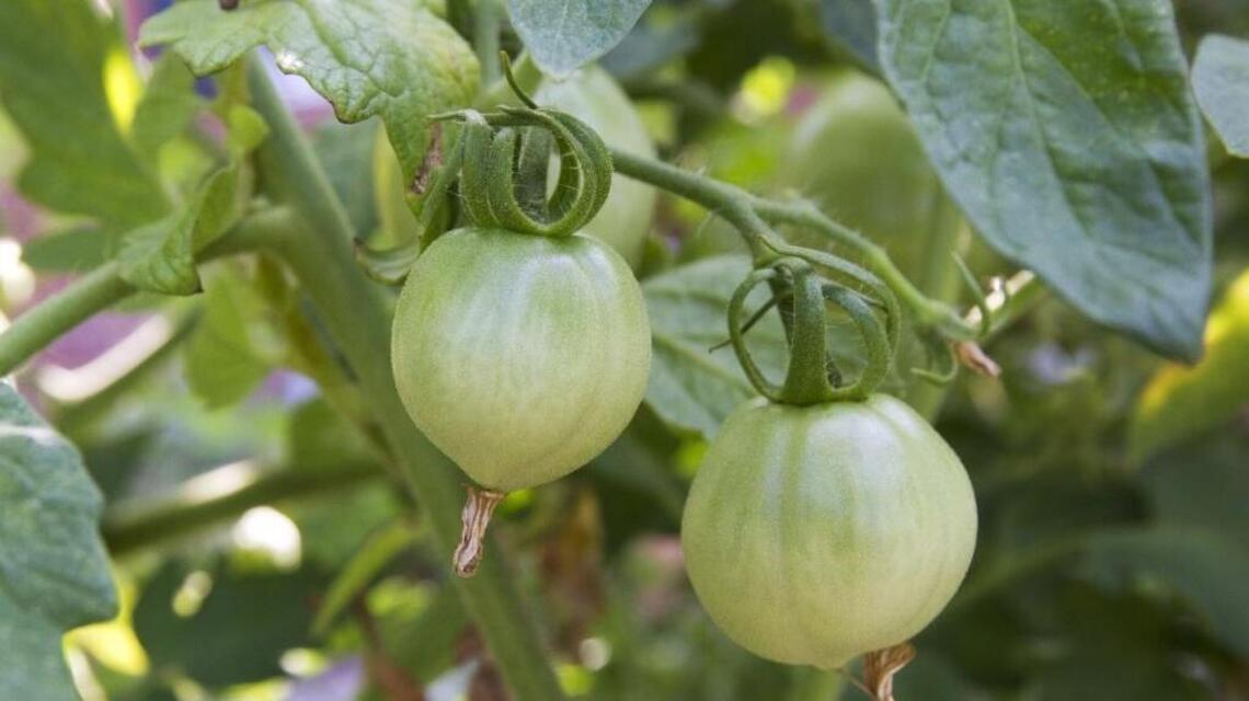 How to heat and cool your greenhouse in the winter