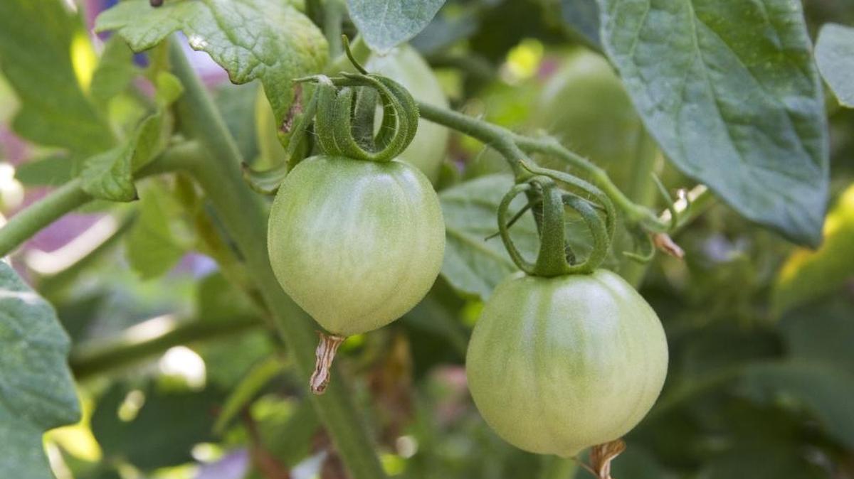 Look familiar? If you have these in your garden, the coming cold weather doesn’t mean you have to give up on them ripening.