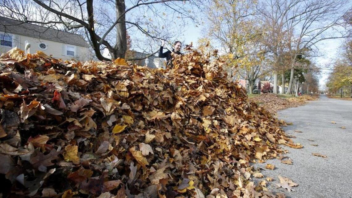 What to do in and around the garden in November and December