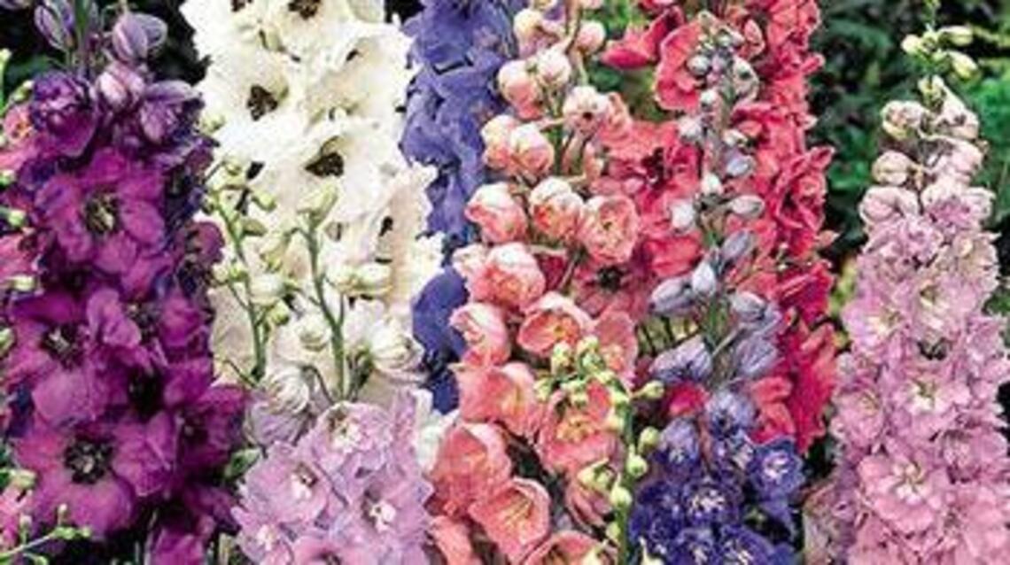 Delphiniums bring color to your garden and help form impressive borders