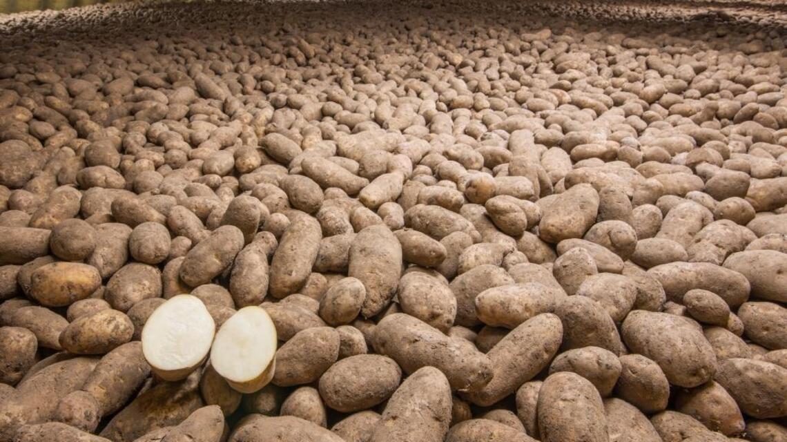 Spuds that grow in saltwater gain interest