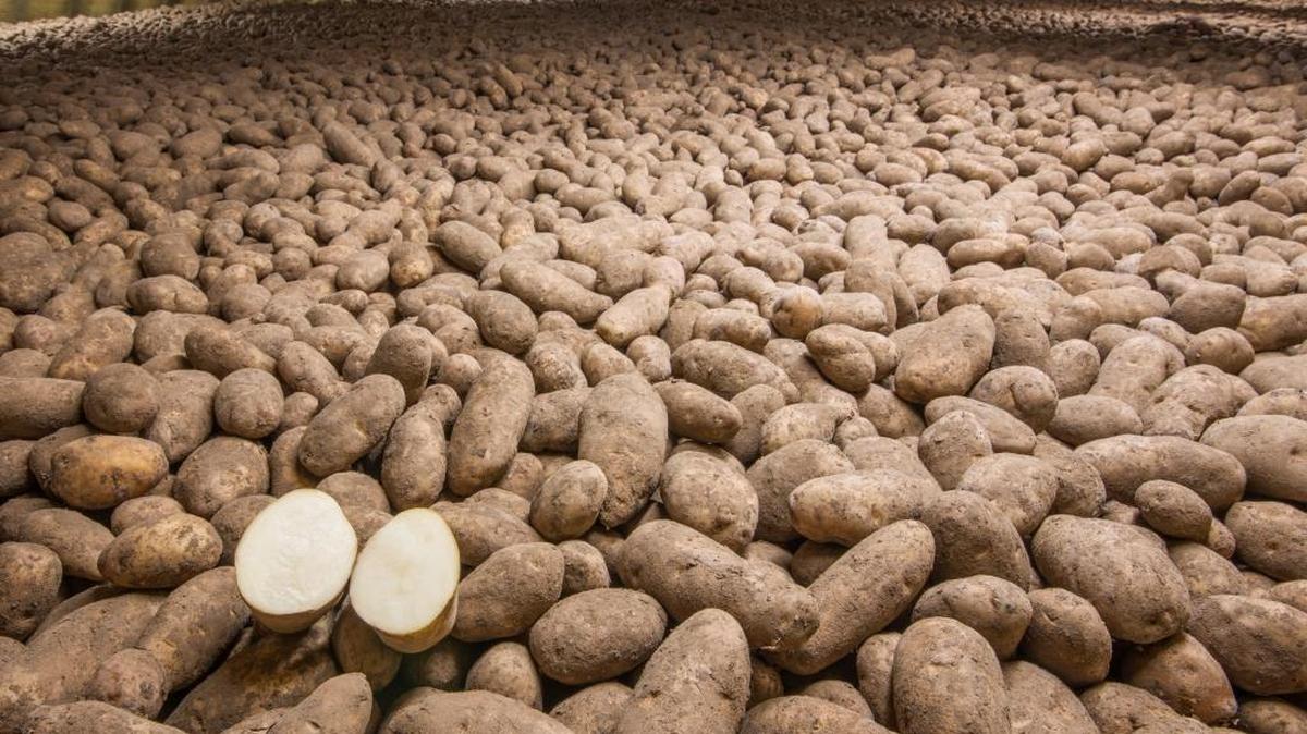 These Russet Burbank potatoes from J.R. Simplot Co. were grown in fresh water. Someday, the nutritious tuber – a staple food worldwide – could be even more plentiful, if an experiment proves a success.
