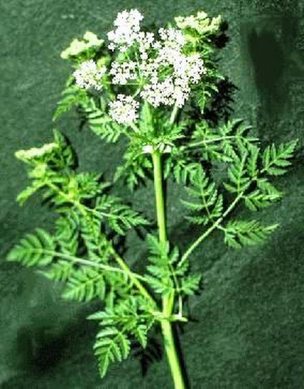 Poison hemlock is extremely dangerous to humans and animals.