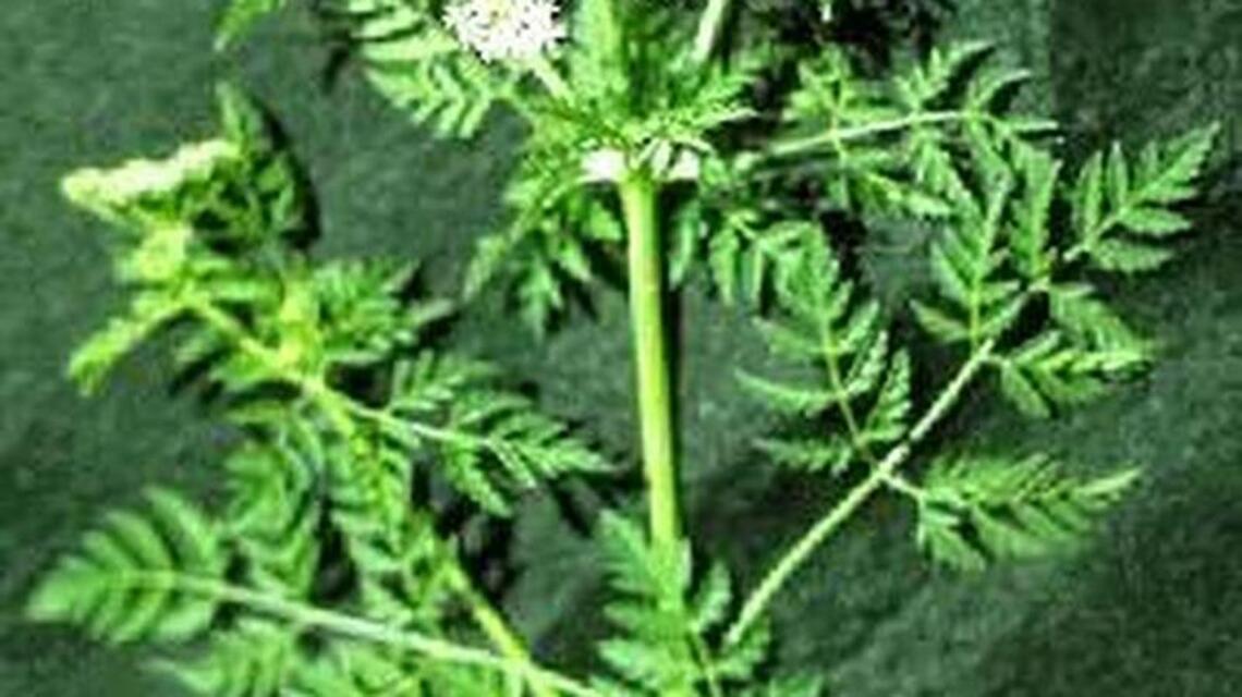 Know the proper ways to attack the Treasure Valley's plentiful weeds