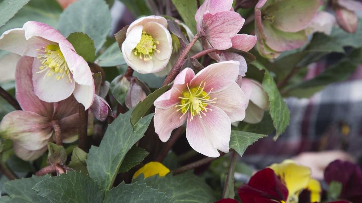 There’s no need to pinch off buds when planting new roses.