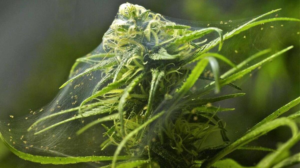 Spider mites often weave extensive webs.