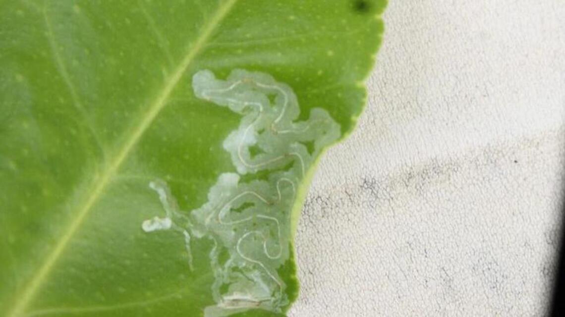 Midsummer gardening roundup: Dealing with leaf miners, blight and different levels of growth
