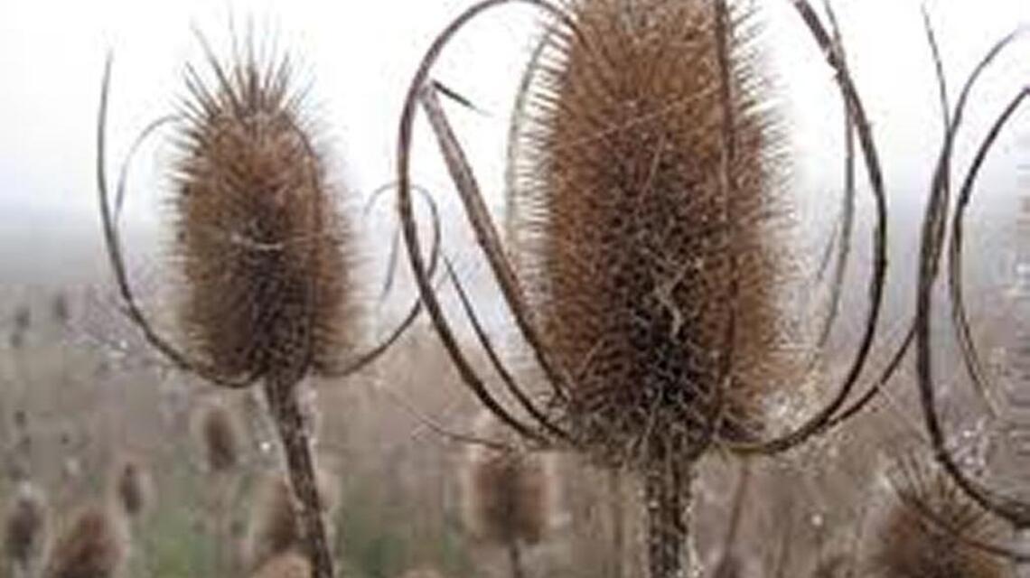 Some non-native weeds flourish in Idaho