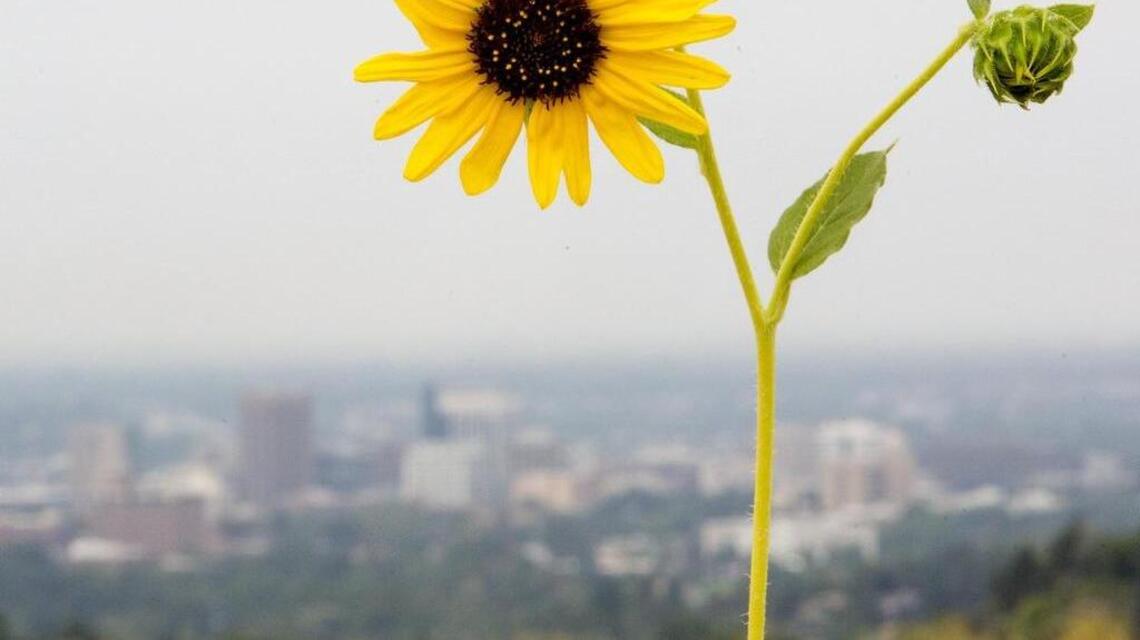 Sunflowers always produce, be it good cheer and color, or seeds for snacks