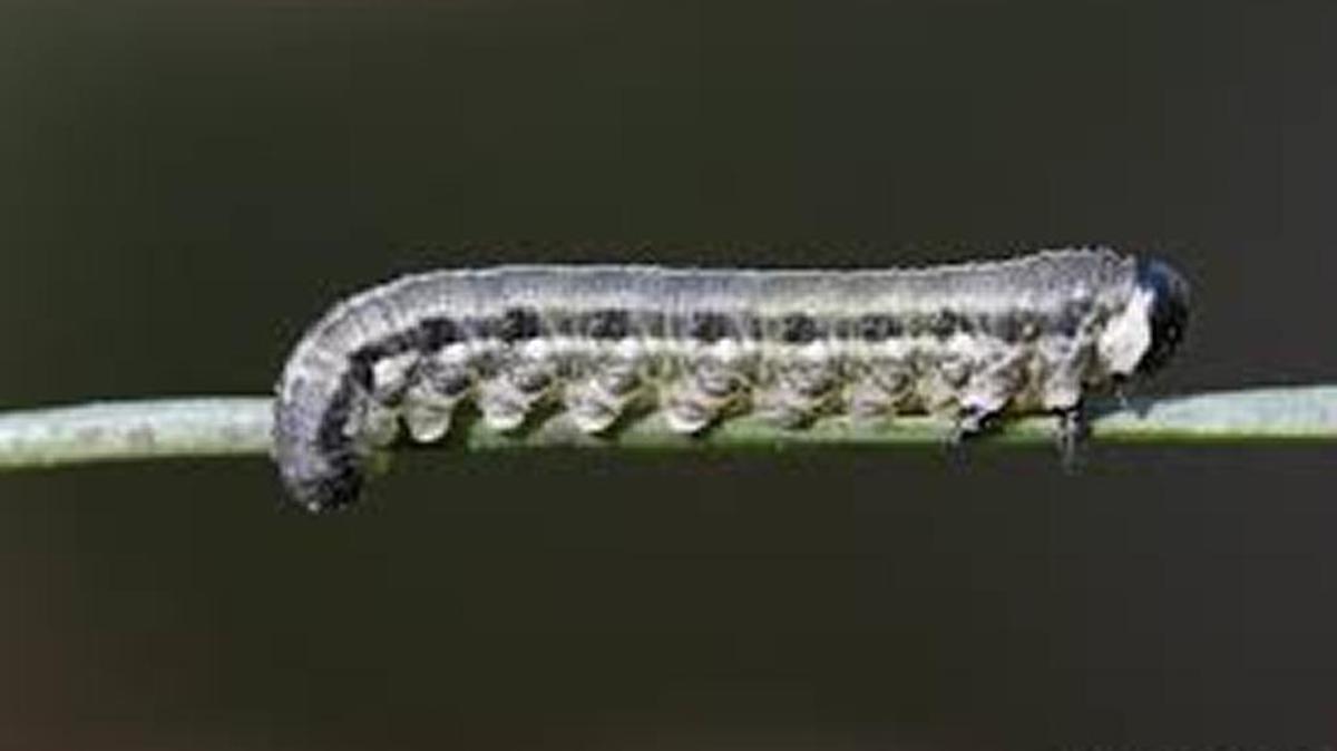 European pine sawfly larvae