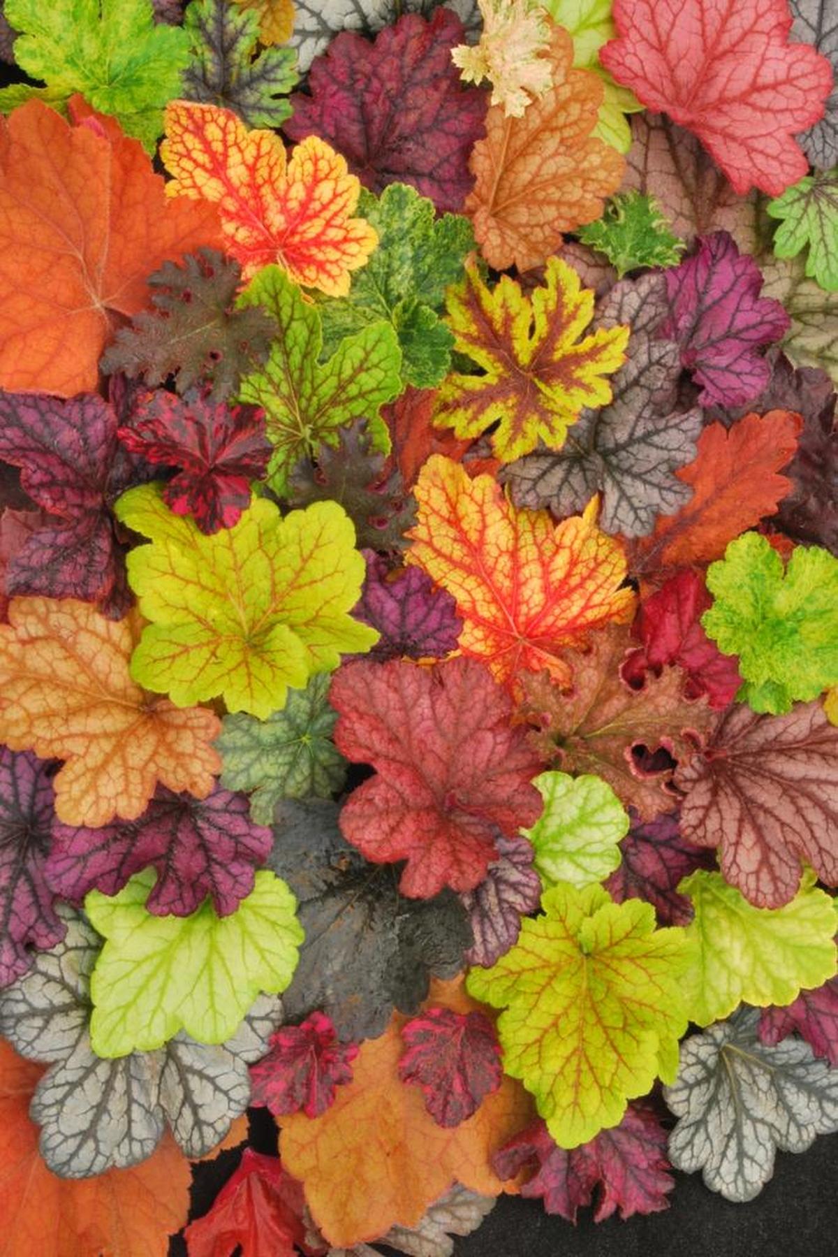 Heucheras come in a variety of colors.