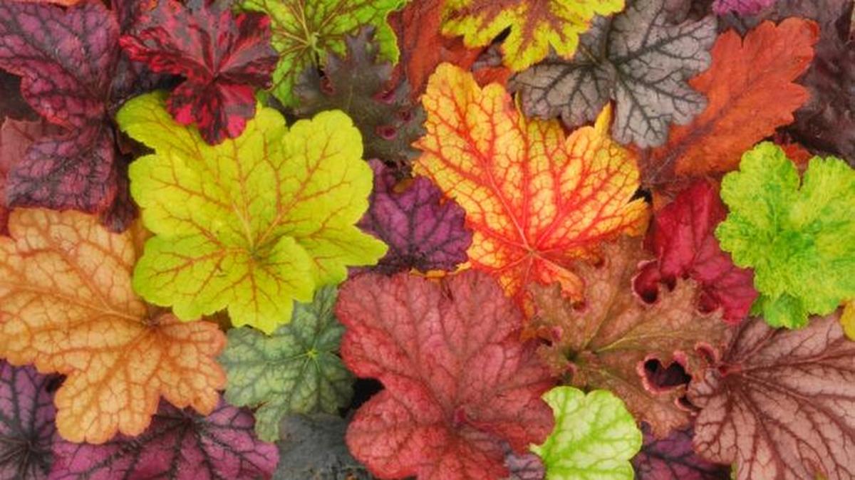 Heucheras come in a variety of fall colors.