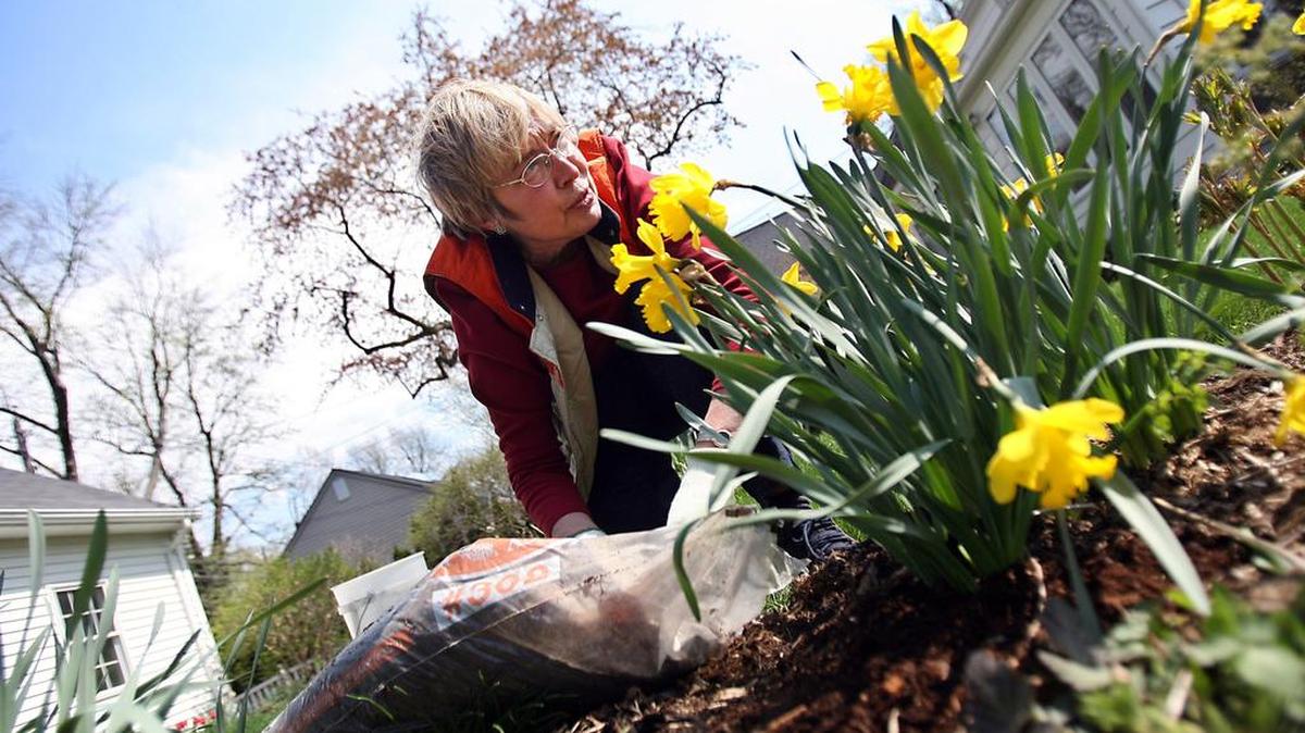 A woman spreads mulch around a plant and flower garden in 2016.