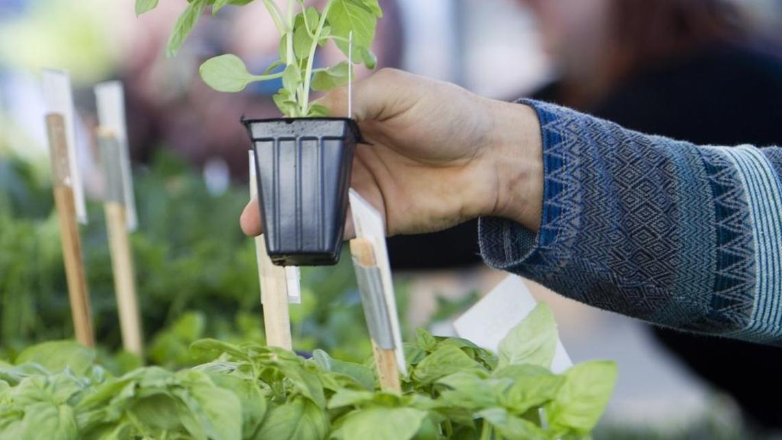 Basil is sensitive to cold and so best planted when nighttime temperatures don’t drop much below 40 degrees.