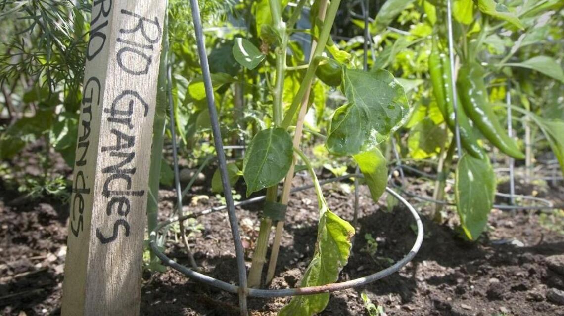 Treasure Valley gardening: Wrap yew in burlap, plus how to grow peppers
