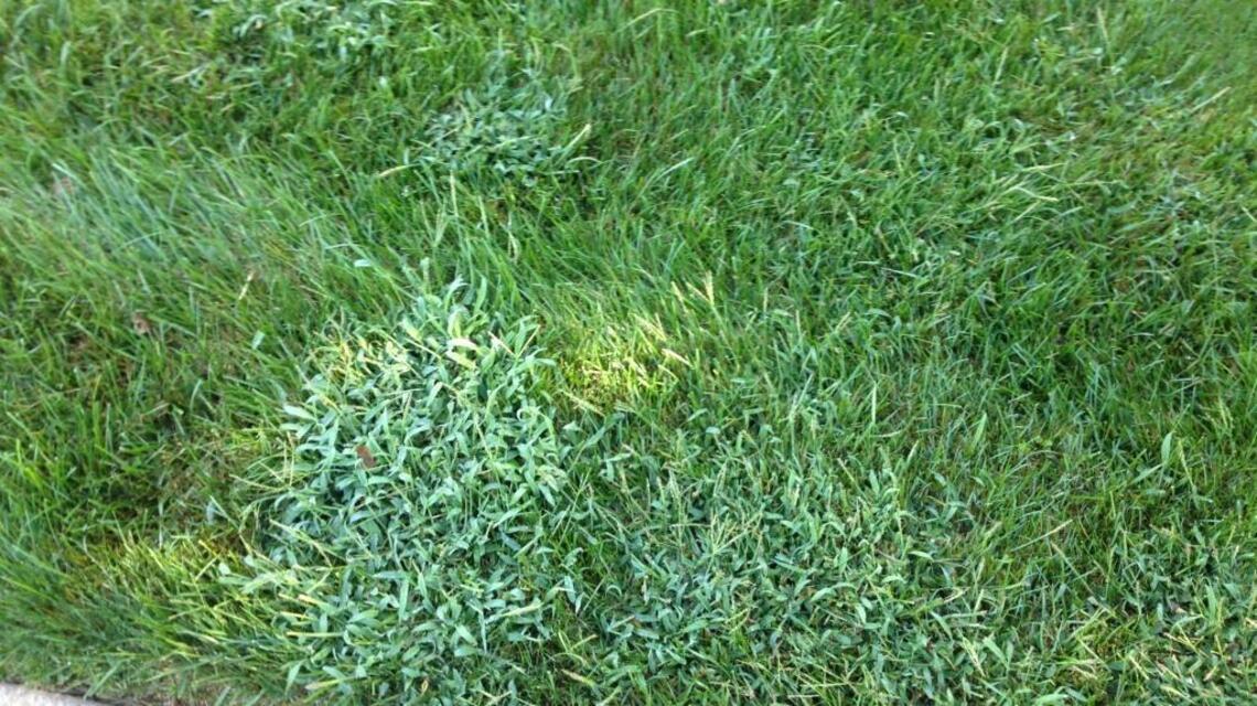 Corn processing byproduct halts crabgrass, and adds nutrients to the soil