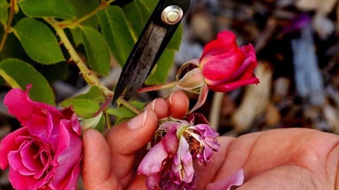 Check on the health of your rose bushes and climbers