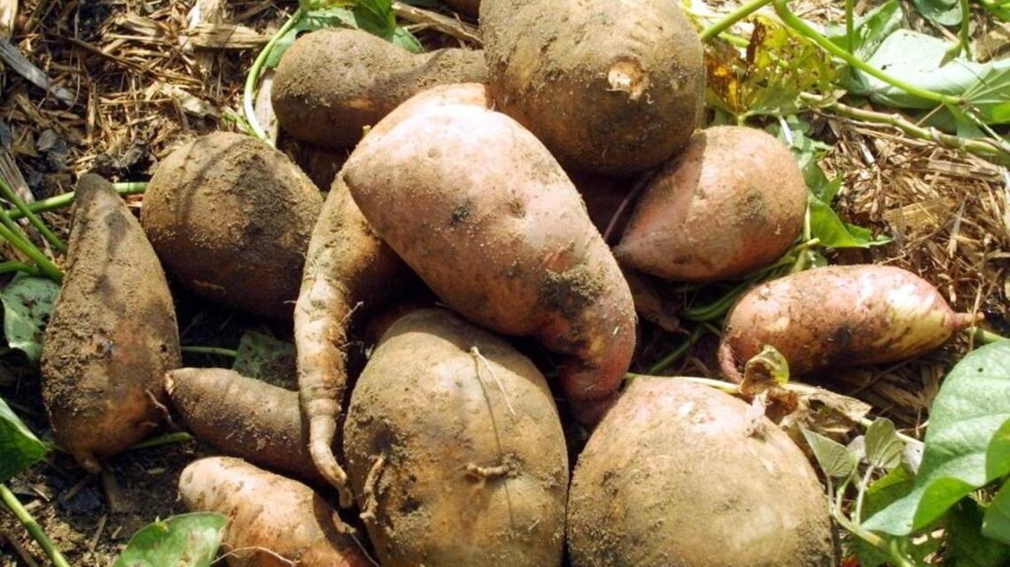 With sweet potatoes, to cure or not to cure?