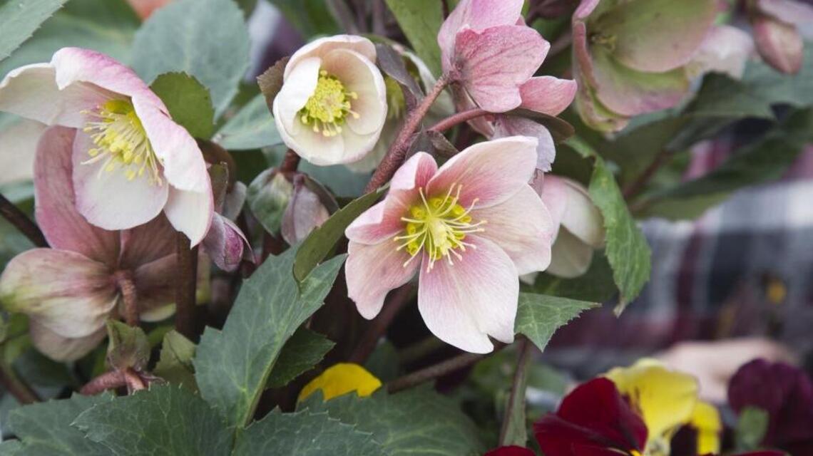 Here’s a gardening to-do list for May and June