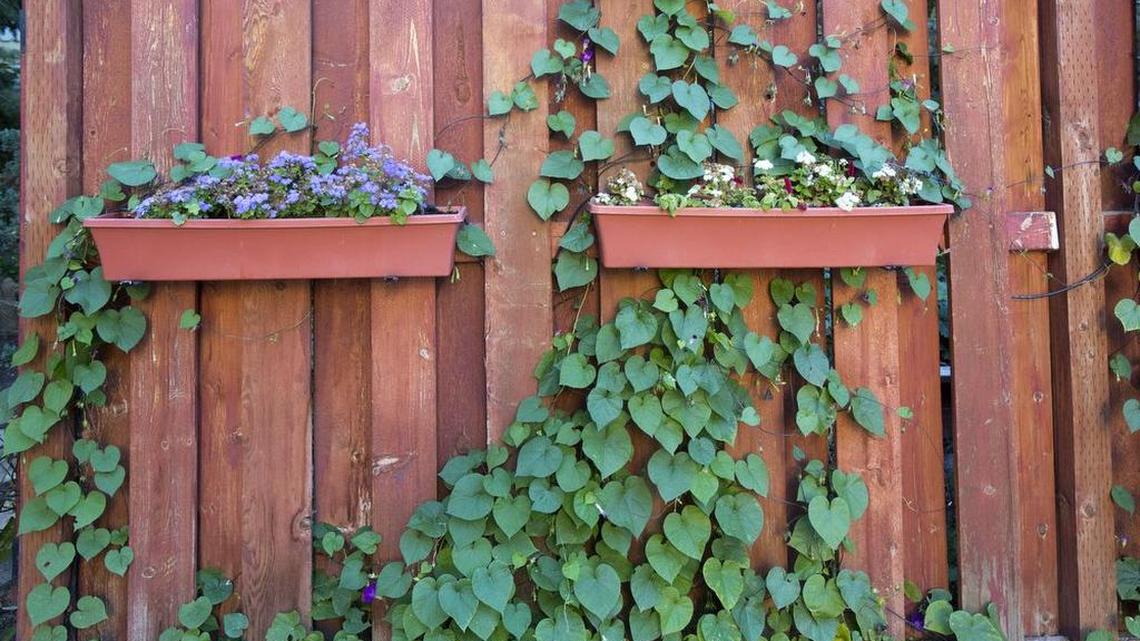 Northwest gardens should be in their prime, so make sure to enjoy yours