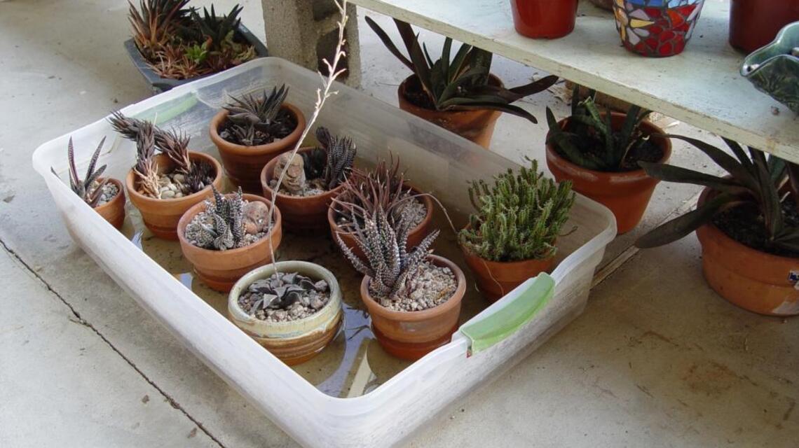 Consider hand-watering in pots