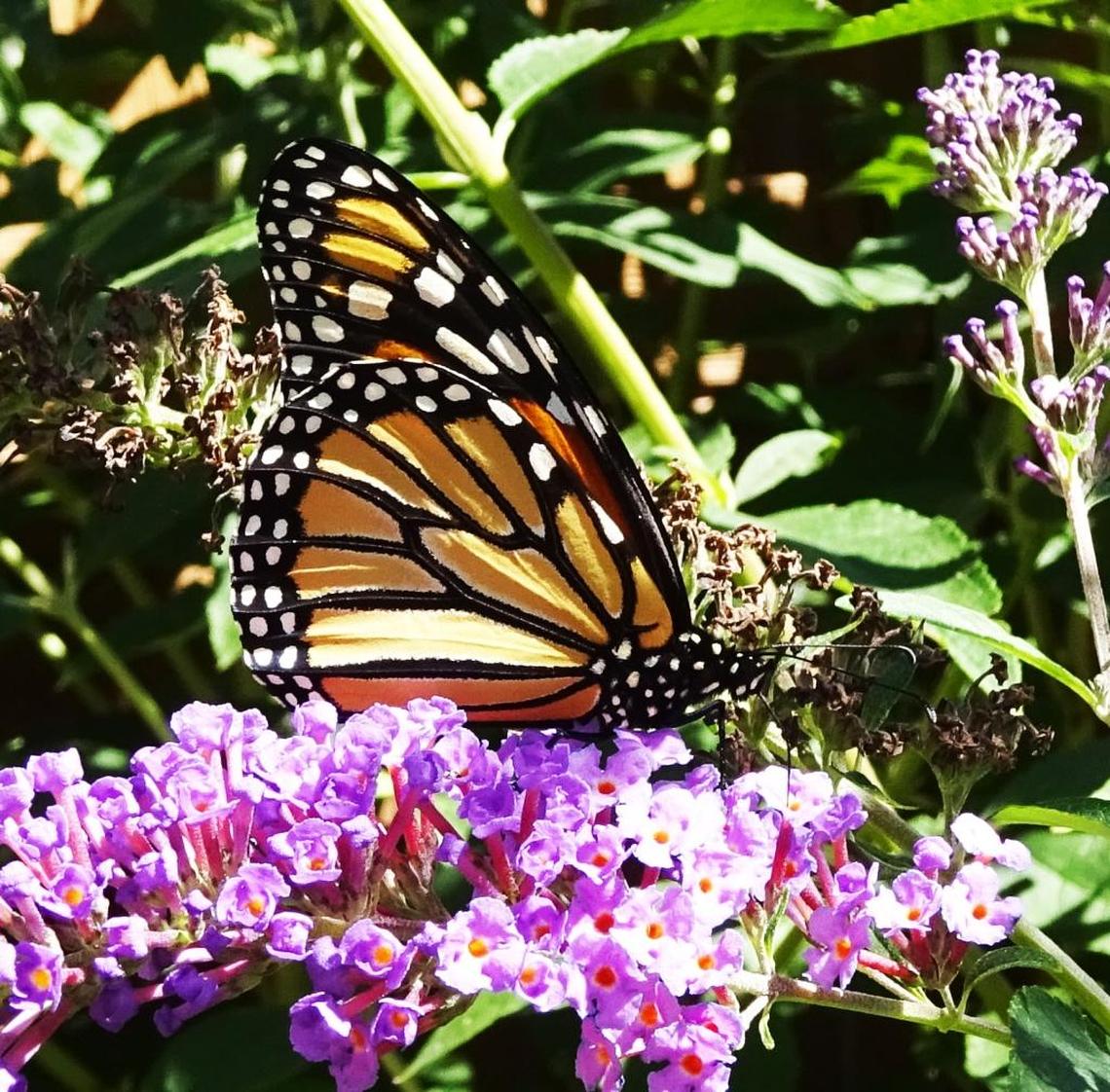 Monarch having lunch on a butterfly bush.