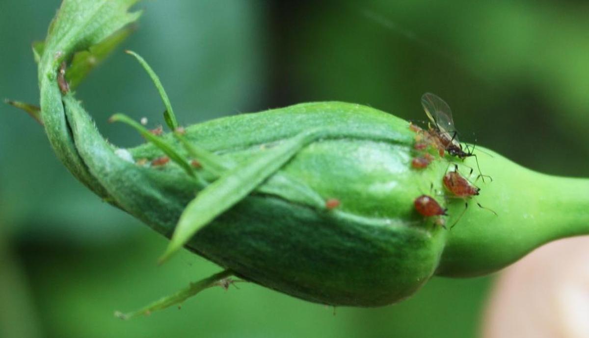 Aphids gorge on a rose bud. If you see aphids on your roses, squish the colony with your fingertips. This will alert the lady bugs in the neighborhood that you have a buffet of aphids ready to eat. They will respond.