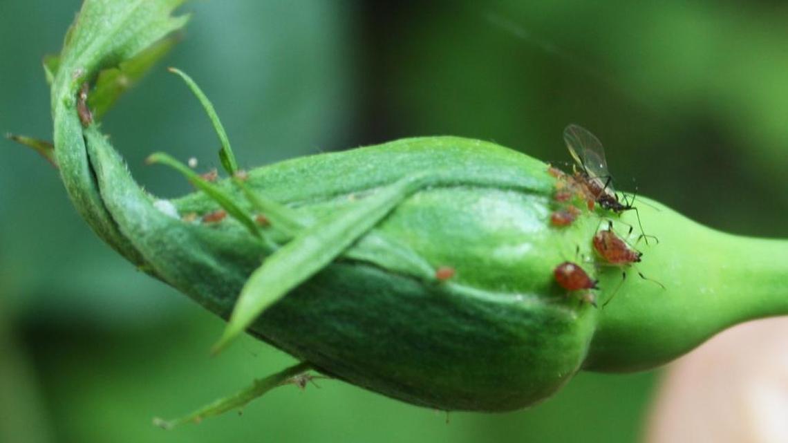 Simple, non-toxic tips for getting rid of unwanted insects in your summer garden