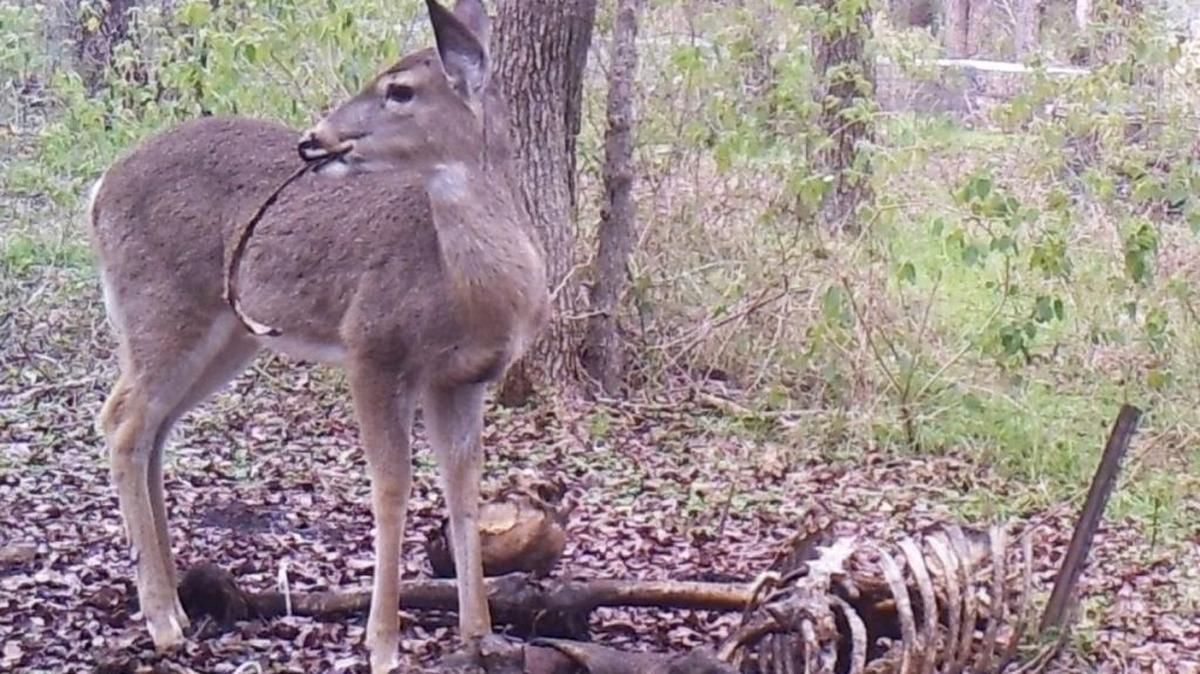 A young Texas deer gnaws on a human rib bone in January 2015.