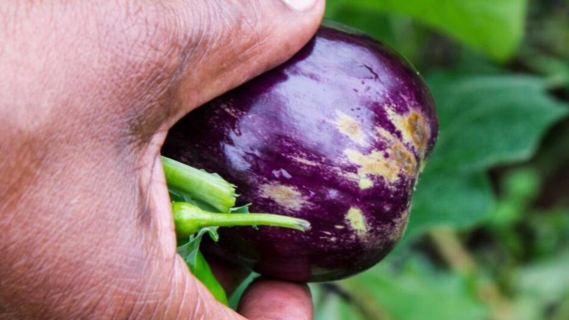 An Idaho gardening to do list for April
