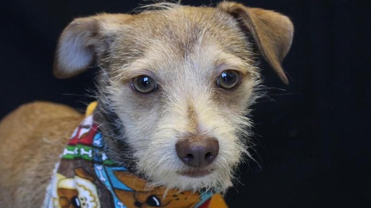 Sir Didymus
