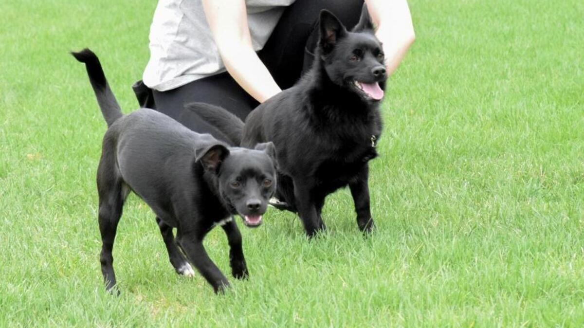 Ellie and Loki