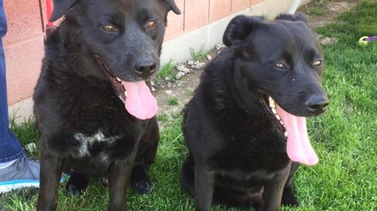 RB and T'Challa