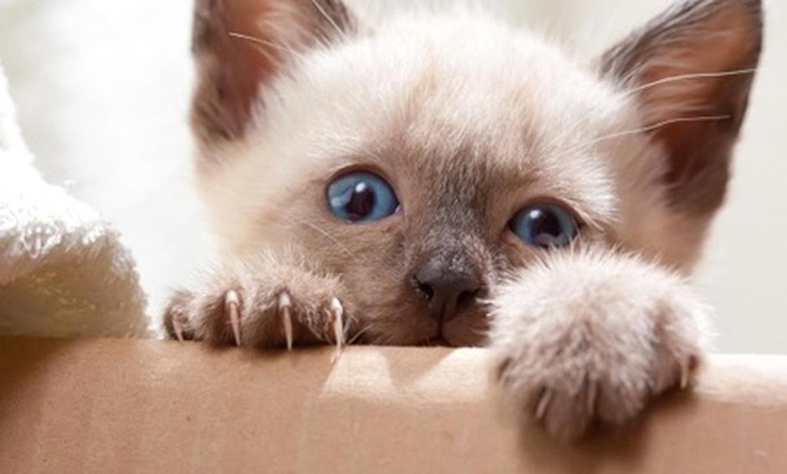 The Idaho Statesman is looking for the cutest cats and dogs in Treasure Valley.