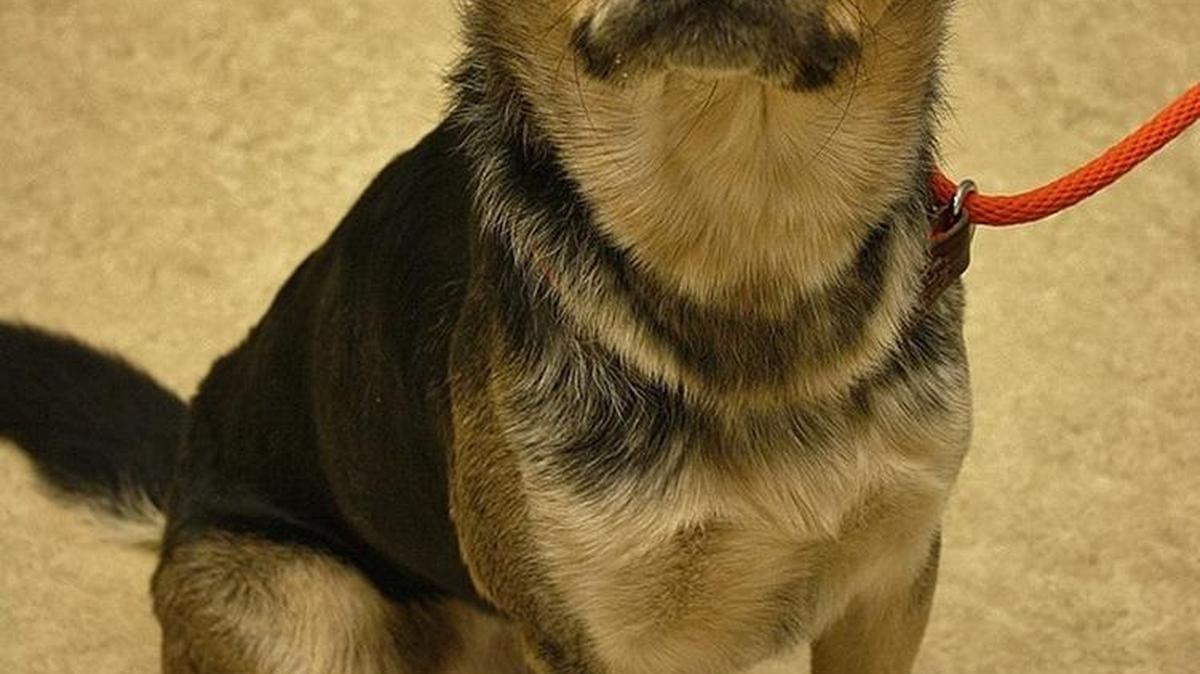 Dexter