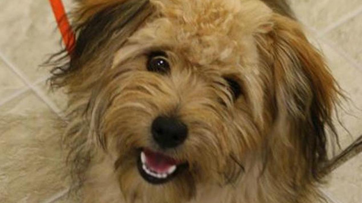 Benji