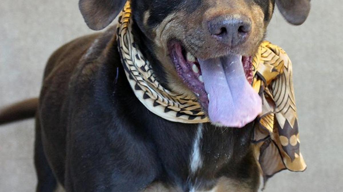 Brutus