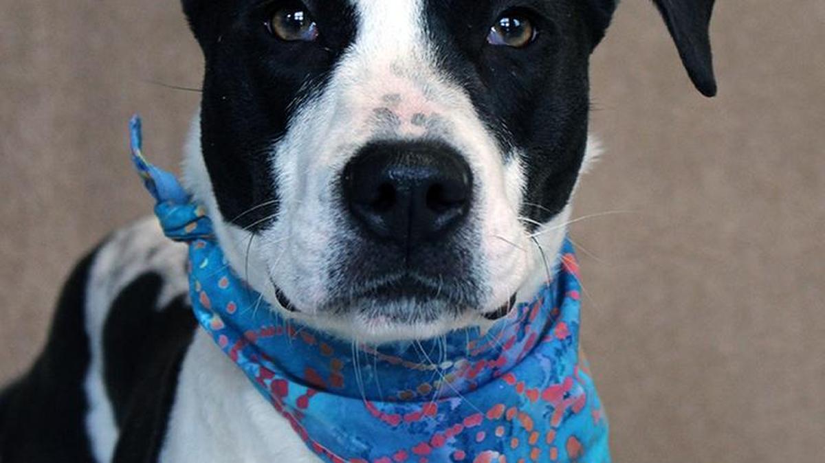 Gracie